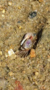 Just a little crabby.